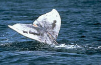 Whale Watching Trips
