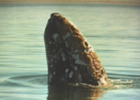 Gray Whale