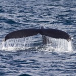 Picture taken by Ron LeVally from the Telstar on 5/15/11